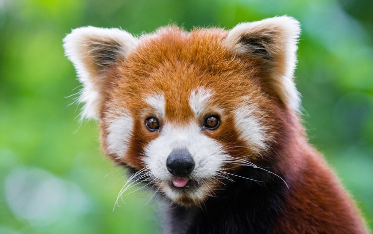 мордочка, панда, красная панда, малая панда, muzzle, panda, red panda