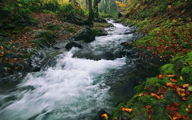 ручей, осень, поток, stream, autumn