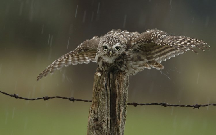 сова, капли, забор, птица, дождь, owl, drops, the fence, bird, rain