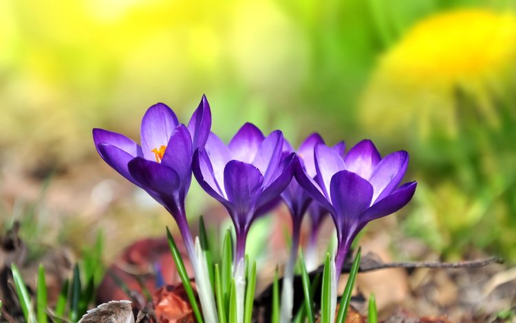 цветы, лепестки, весна, крокусы, шафран, flowers, petals, spring, crocuses, saffron