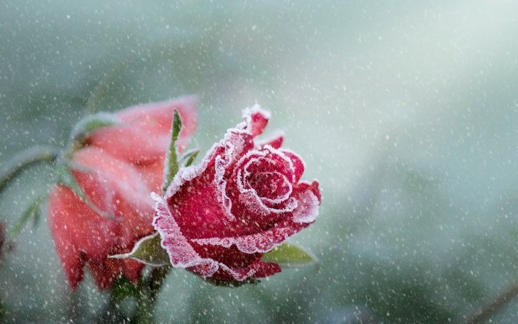 цветы, снег, розы, иней, лепестки, бутон, снегопад, flowers, snow, roses, frost, petals, bud, snowfall