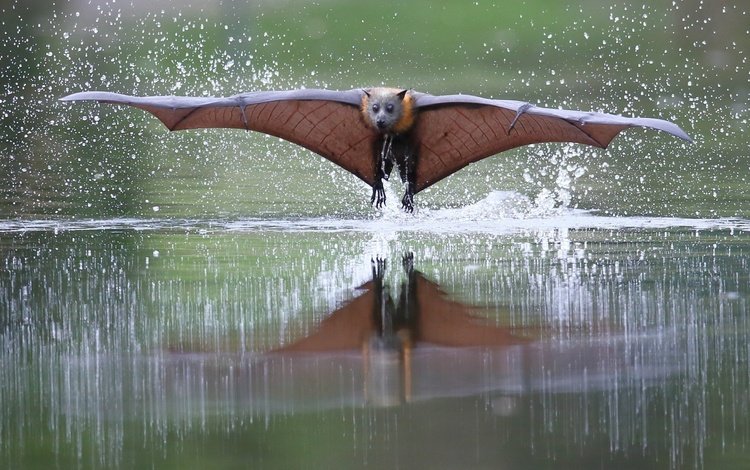 вода, полет, капли, крылья, рукокрылые, летучая лисица, water, flight, drops, wings, bats, flying fox