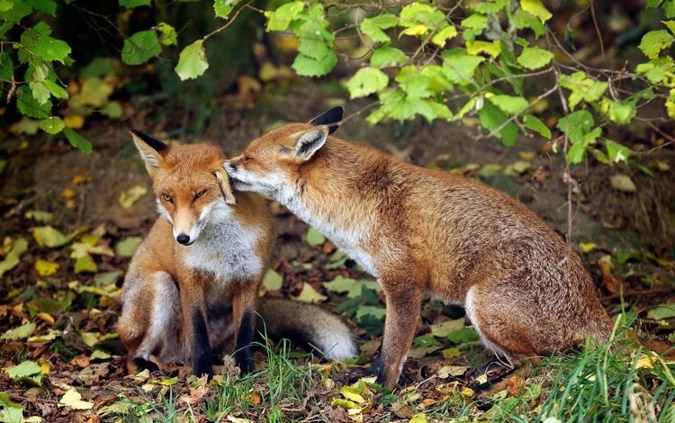 трава, лиса, пара, нежность, лисицы, лисы, grass, fox, pair, tenderness, foxes