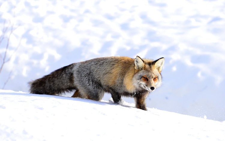 снег, зима, мордочка, взгляд, лиса, лисица, snow, winter, muzzle, look, fox