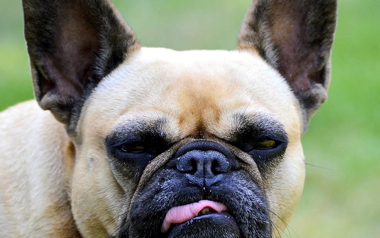 морда, взгляд, собака, язык, бульдог, французский бульдог, face, look, dog, language, bulldog, french bulldog