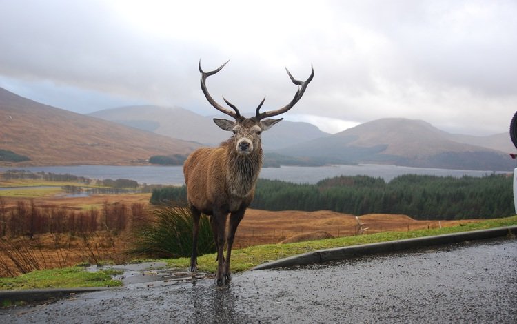горы, олень, рога, шотландия, mountains, deer, horns, scotland