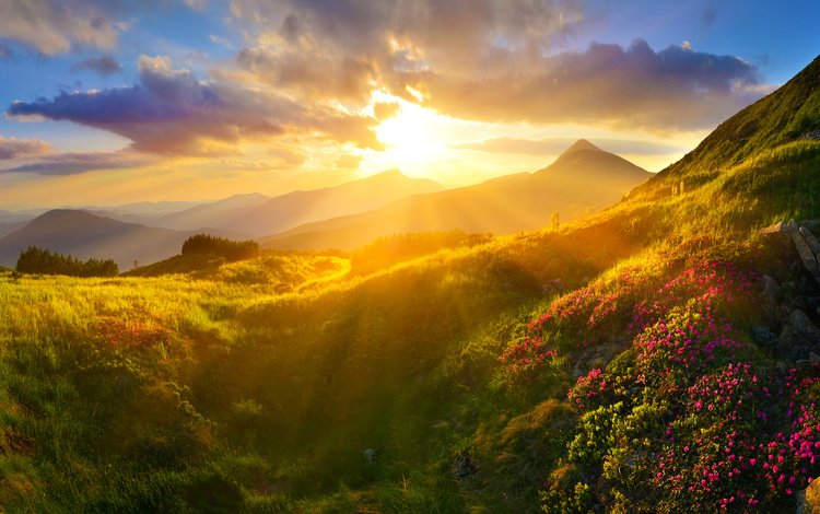 цветы, трава, облака, горы, закат, лучи, пейзаж, солнечный свет, flowers, grass, clouds, mountains, sunset, rays, landscape, sunlight