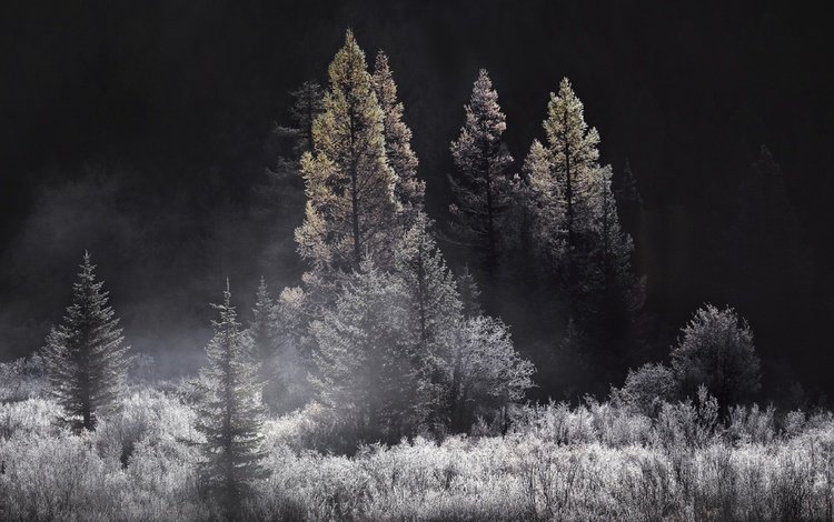 деревья, природа, лес, туман, чёрно-белое, trees, nature, forest, fog, black and white