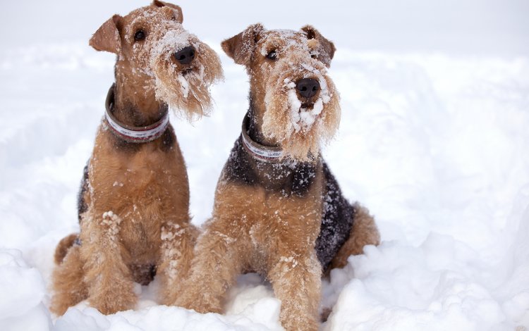 снег, зима, взгляд, собаки, мордочки, терьер, эрдельтерьер, snow, winter, look, dogs, faces, terrier, airedale
