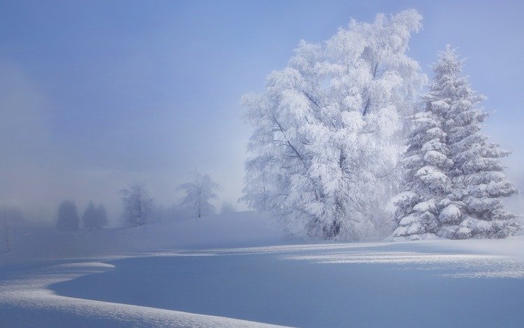 деревья, снег, природа, зима, иней, деравья, trees, snow, nature, winter, frost, dervla