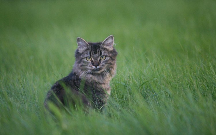 трава, кот, мордочка, усы, кошка, взгляд, grass, cat, muzzle, mustache, look