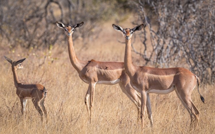 африка, антилопа, геренук, жирафовая газель, africa, antelope, gerenuk, giraffidae gazelle
