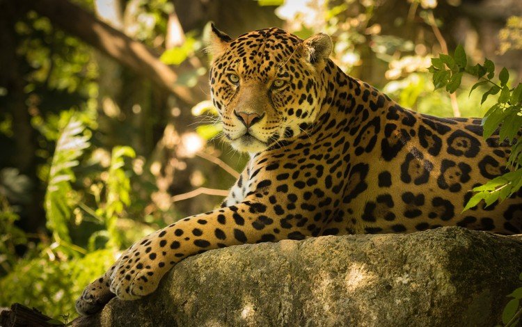 взгляд, хищник, камень, большая кошка, ягуар, дикая кошка, look, predator, stone, big cat, jaguar, wild cat