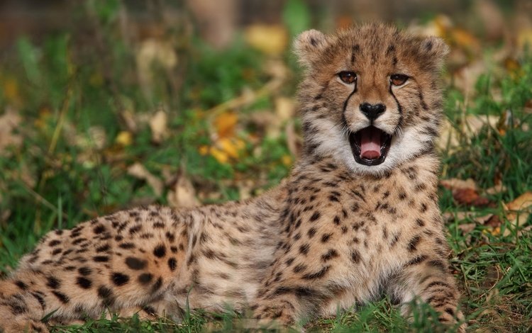 язык, гепард, language, cheetah