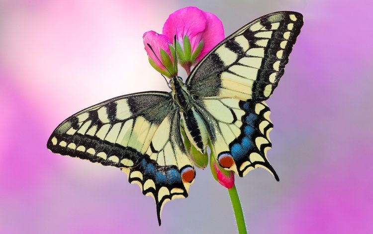 насекомое, цветок, бабочка, крылья, махаон, insect, flower, butterfly, wings, swallowtail