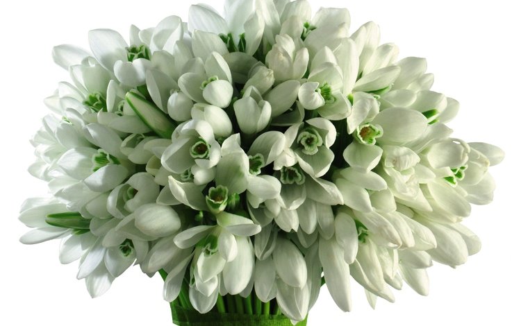 цветы, весна, букет, белые, подснежники, flowers, spring, bouquet, white, snowdrops