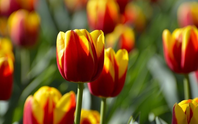 цветы, бутоны, тюльпаны, flowers, buds, tulips