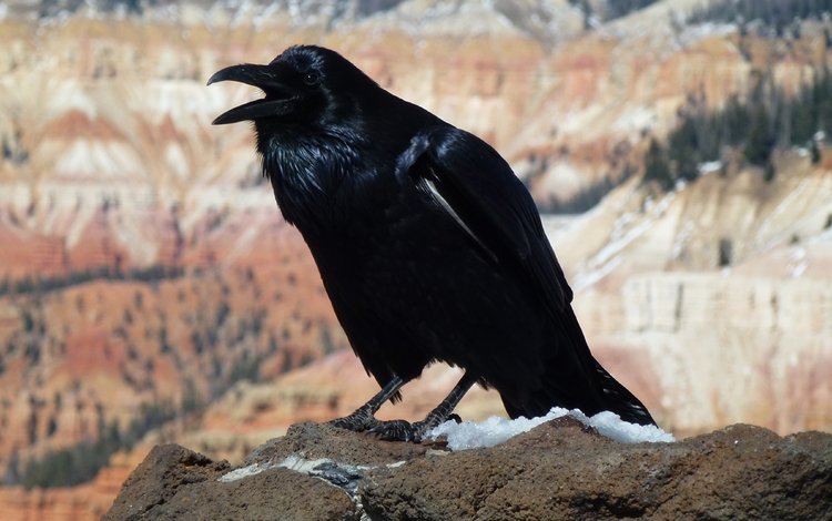 птица, клюв, перья, черная, ворон, ворона, bird, beak, feathers, black, raven, crow