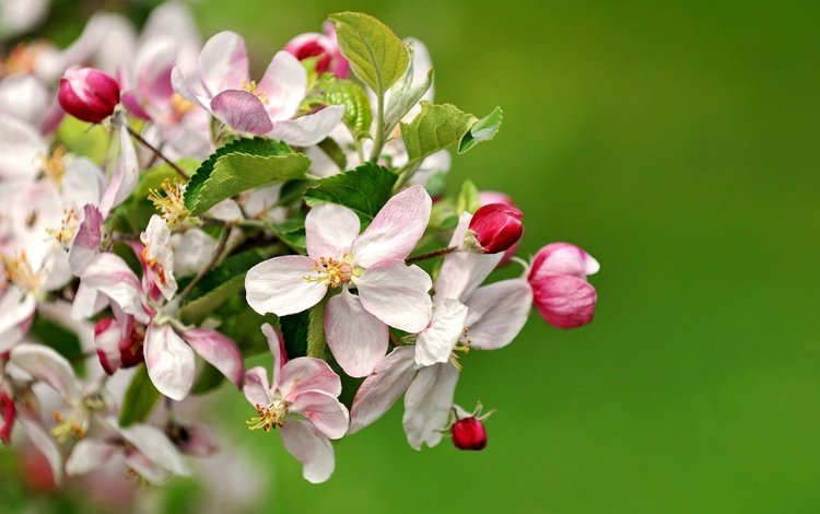 цветы, ветка, природа, цветение, весна, яблоня, flowers, branch, nature, flowering, spring, apple