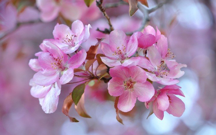 природа, цветение, лепестки, сад, весна, яблоня, боке, соцветие, nature, flowering, petals, garden, spring, apple, bokeh, inflorescence