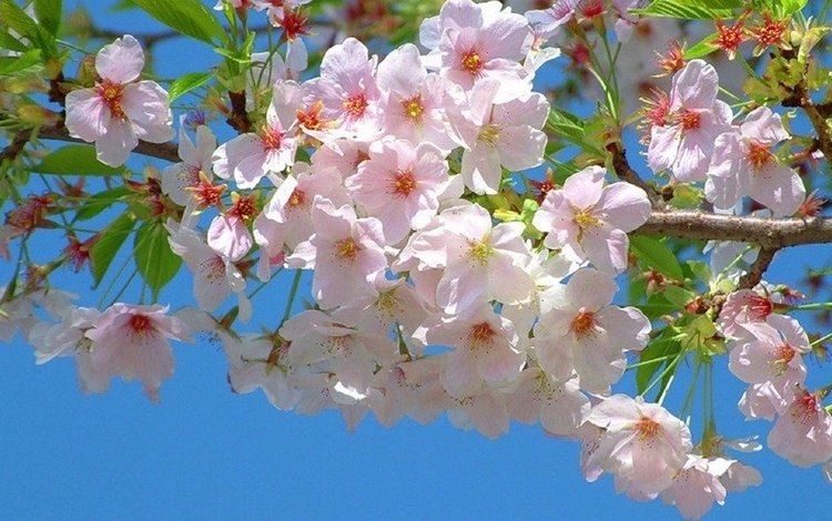 природа, цветение, ветви, весна, сакура, nature, flowering, branch, spring, sakura