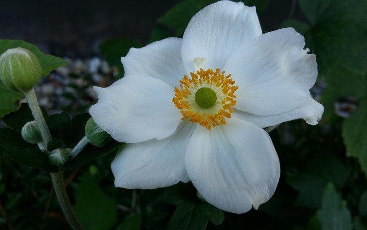 макро, цветок, лепестки, белый, анемона, macro, flower, petals, white, anemone