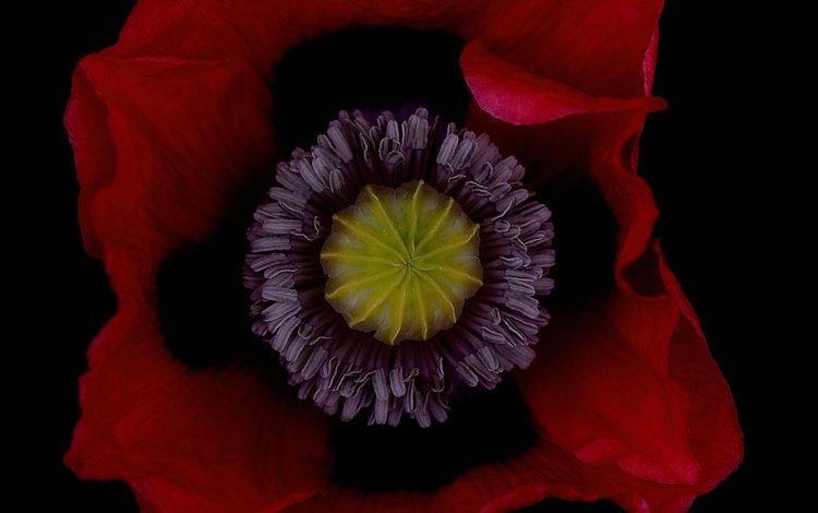 цветок, лепестки, красный, мак, черный фон, flower, petals, red, mac, black background