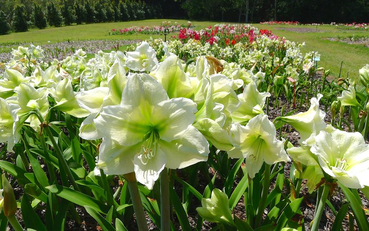 цветы, белые, амариллис, flowers, white, amaryllis