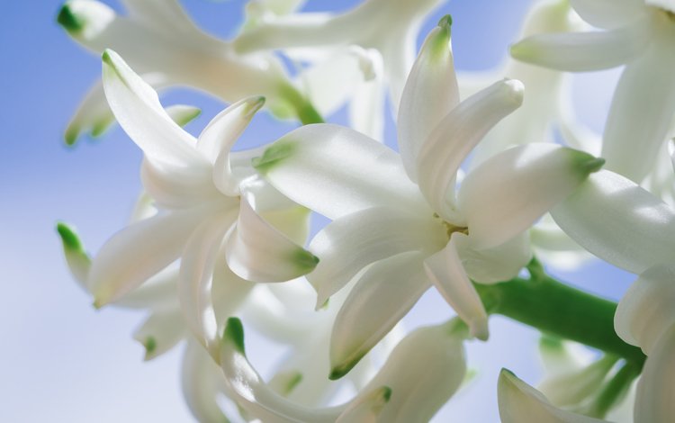 цветы, белые, гиацинт, крупным планом, flowers, white, hyacinth, closeup