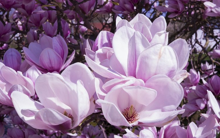 цветы, цветение, бутоны, ветки, лепестки, весна, магнолия, flowers, flowering, buds, branches, petals, spring, magnolia