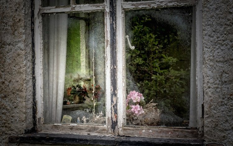 цветы, отражение, дом, окно, стекло, flowers, reflection, house, window, glass