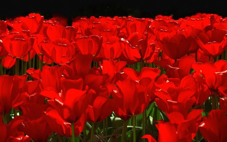 цветы, лепестки, сад, весна, тюльпаны, клумба, flowers, petals, garden, spring, tulips, flowerbed