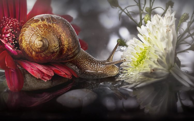 цветы, макро, отражение, улитка, flowers, macro, reflection, snail