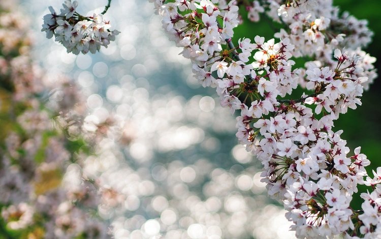 цветы, цветение, макро, ветки, весна, боке, flowers, flowering, macro, branches, spring, bokeh