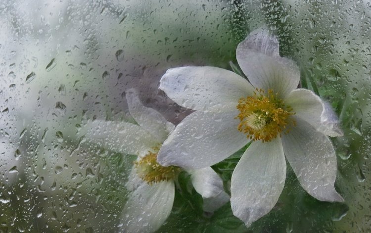цветы, макро, лепестки, белые, капли дождя, анемона, ветреница, flowers, macro, petals, white, raindrops, anemone