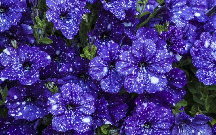 цветы, красивые, фиолетовые, петунья, flowers, beautiful, purple, petunia