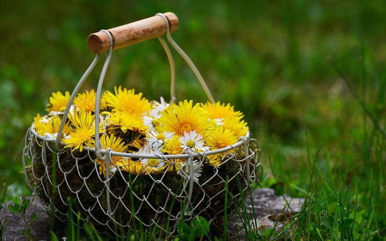 цветы, трава, природа, весна, ромашки, одуванчики, корзинка, flowers, grass, nature, spring, chamomile, dandelions, basket