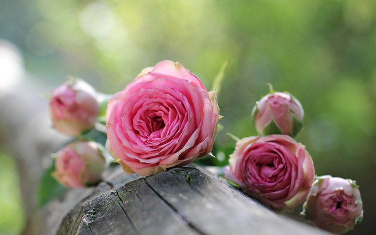 цветы, бутоны, розы, лепестки, розовые, бревно, flowers, buds, roses, petals, pink, log