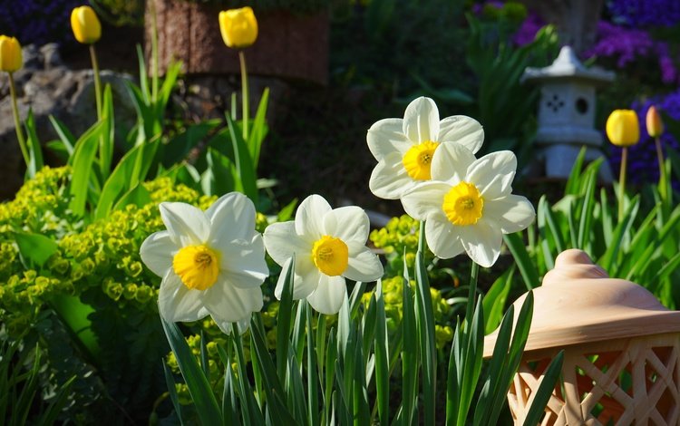 цветы, лепестки, сад, фонарь, весна, тюльпаны, нарциссы, flowers, petals, garden, lantern, spring, tulips, daffodils