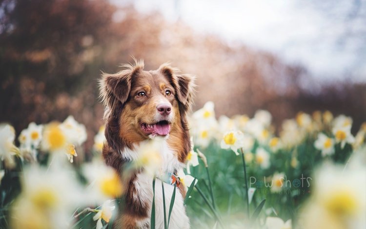 цветы, мордочка, взгляд, собака, друг, нарциссы, австралийская овчарка, flowers, muzzle, look, dog, each, daffodils, australian shepherd