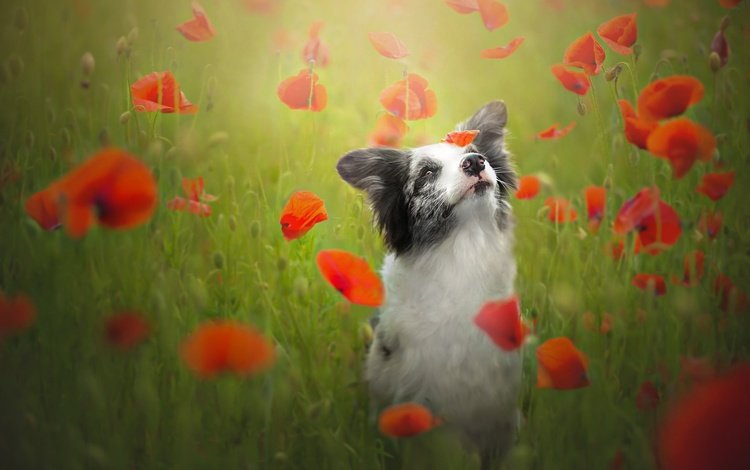 цветы, красные, собака, маки, луг, бордер-колли, flowers, red, dog, maki, meadow, the border collie