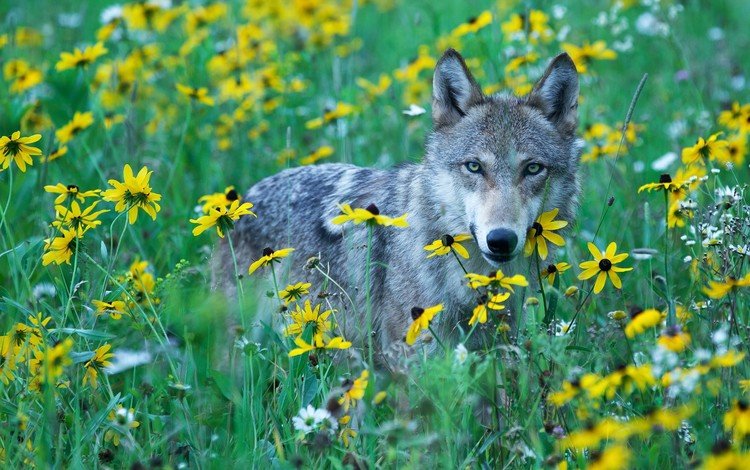 цветы, трава, волк, flowers, grass, wolf