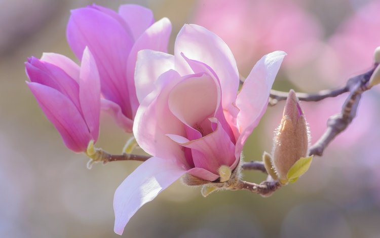 цветы, ветка, цветение, бутоны, лепестки, весна, магнолия, flowers, branch, flowering, buds, petals, spring, magnolia