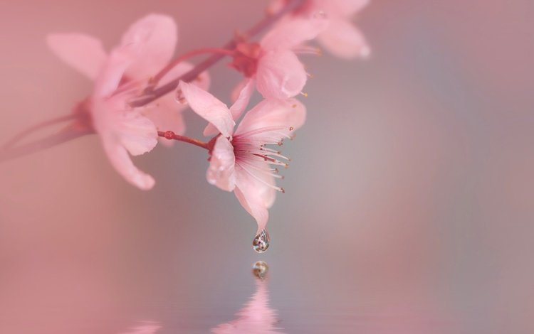 цветы, вода, природа, макро, капля, весна, вишня, сакура, flowers, water, nature, macro, drop, spring, cherry, sakura