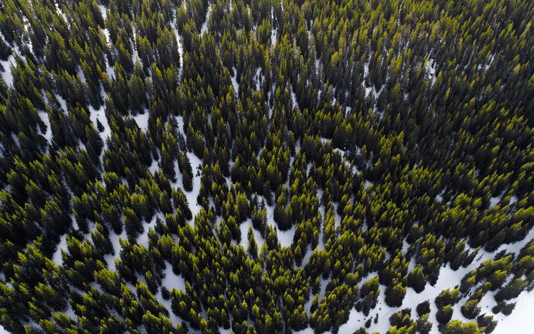 деревья, снег, лес, вид сверху, trees, snow, forest, the view from the top