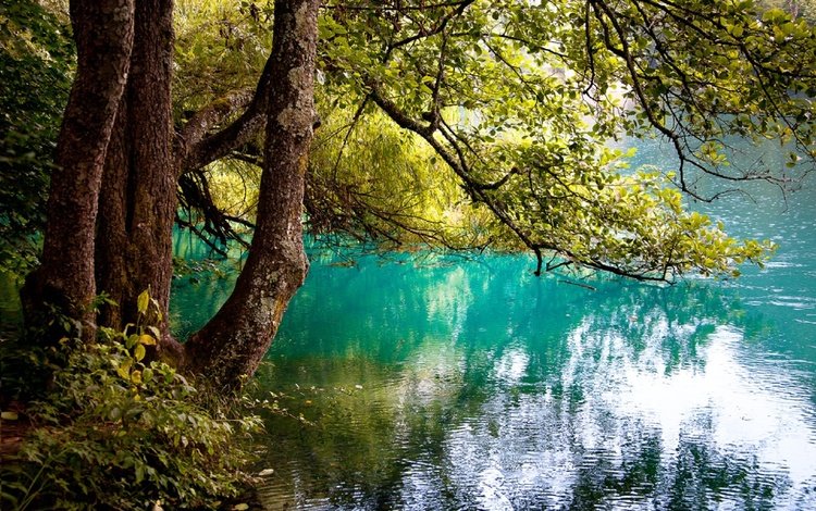 деревья, озеро, отражение, ветви, юлия назаренко, trees, lake, reflection, branch, yulia nazarenko