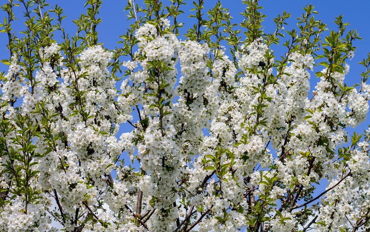 небо, дерево, цветение, ветки, весна, белые цветы, the sky, tree, flowering, branches, spring, white flowers