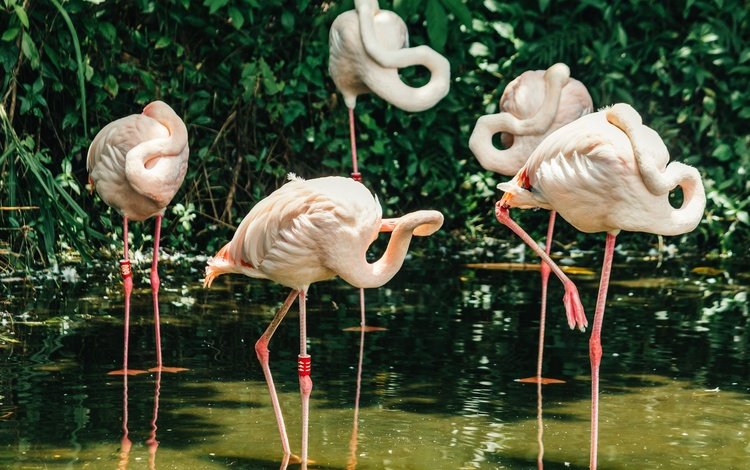 фламинго, птицы, розовые, перья, flamingo, birds, pink, feathers