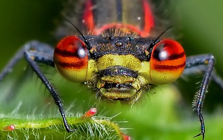 глаза, природа, насекомое, стрекоза, голова, крупным планом, eyes, nature, insect, dragonfly, head, closeup