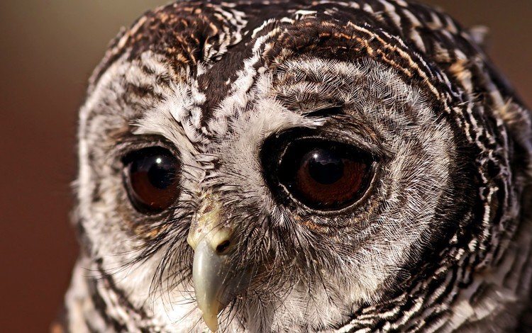 глаза, сова, клюв, перья, крупным планом, неясыть, пестрая неясыть, eyes, owl, beak, feathers, closeup, a barred owl